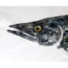 Kevin's Ono - Image 2