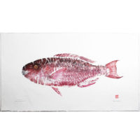 17182 uhu palukaluka parrotfish gyotaku by Debra Lumpkins