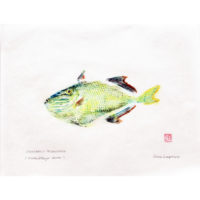 2093 Crosshatch Triggerfish gyotaku by Debra Lumpkins