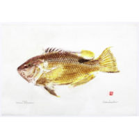 aawa hogfish gyotaku by Debra Lumpkins