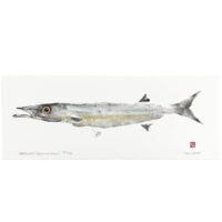 Barracuda gyotaku by Debra Lumpkins