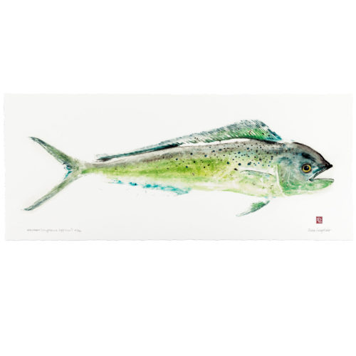 Mahimahi gyotaku by Debra Lumpkins