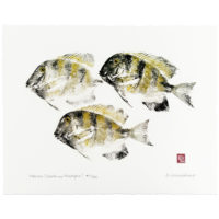 Maninis gyotaku by Debra Lumpkins