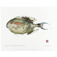 Orangebar Surgeonfish gyotaku by Debra Lumpkins