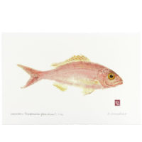 Opakapaka pink snapper gyotaku by Debra Lumpkins