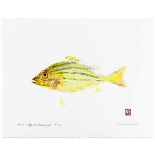 Bluestripe snapper taape gyotaku by Debra Lumpkins