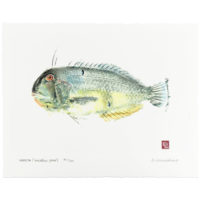 Nabeta fish gyotaku by Debra Lumpkins