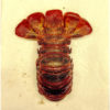 Lobster Tail