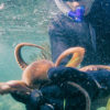 Hunting Octopus