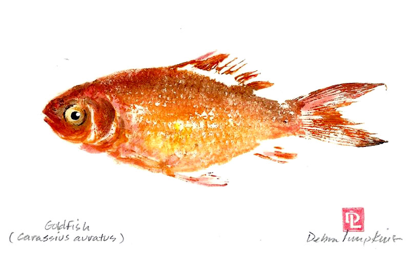 Goldfish gyotaku by Debra Lumpkins