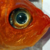 Goldfish eyes