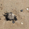 3 Sea Urchins - Image 2