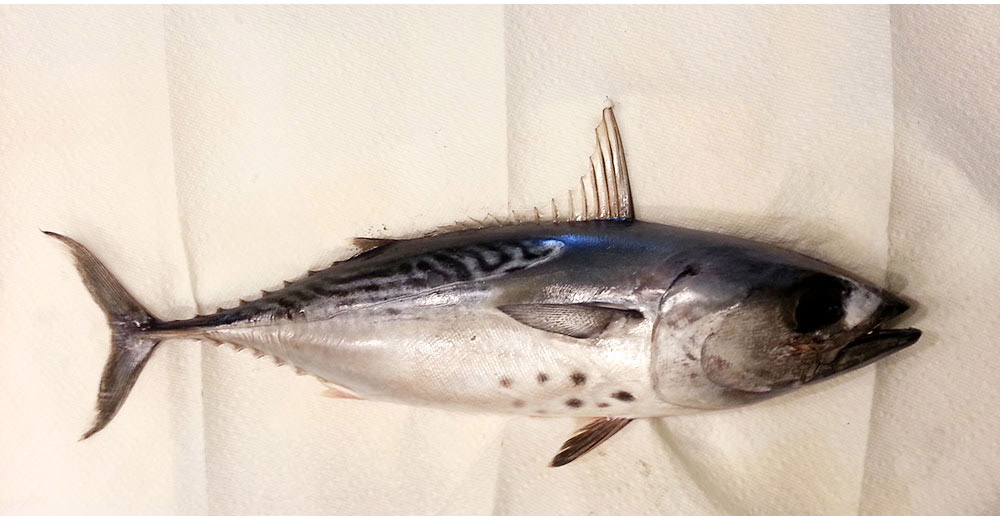 kawakawa tuna