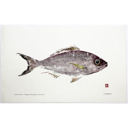 Opakapaka Pink Snapper original gyotaku by Debra Lumpkins