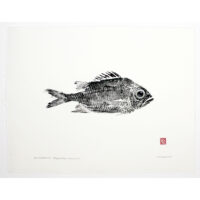 3595 Soldierfish original gyotaku by Debra Lumpkins