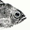 Soldierfish - Image 2