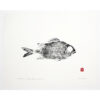 Soldierfish original gyotaku by Debra Lumpkins