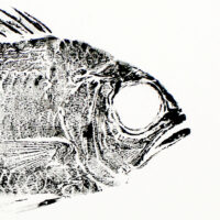 3596 Soldierfish closeup