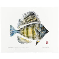 Sailfin Tang Surgeonfish gyotaku by Debra Lumpkins