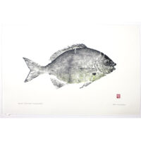 nenue Hawaiian chub, original gyotaku by Debra Lumpkins