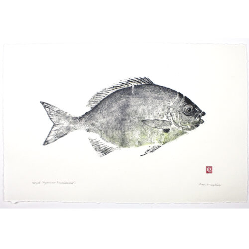 nenue Hawaiian chub, original gyotaku by Debra Lumpkins