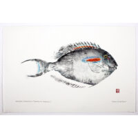 orangebar surgeonfish, original gyotaku fish print by Debra Lumpkins