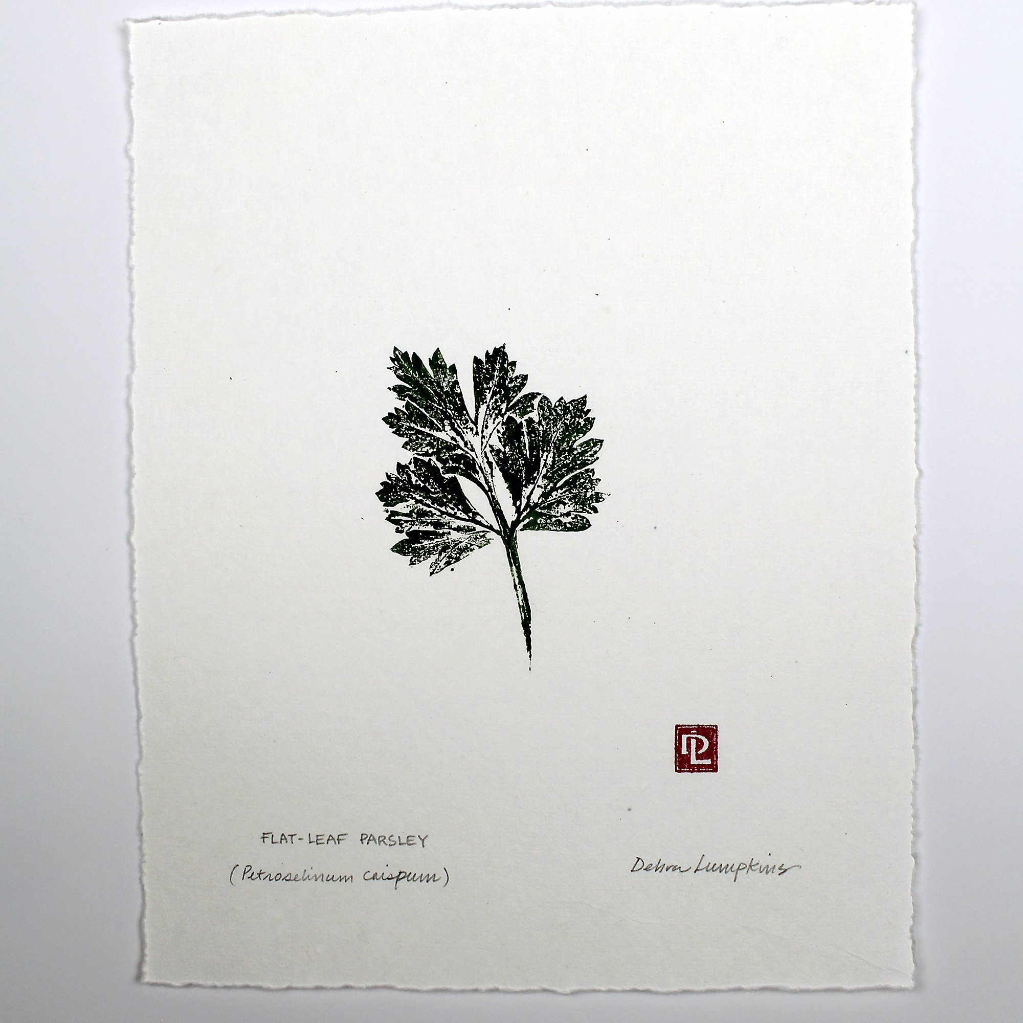 Flat-leaf parsley original gyotaku by Debra Lumpkins