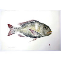 Mu Fish original gyotaku by Debra Lumpkins