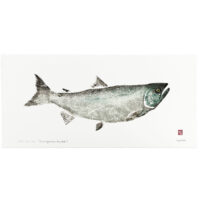 Wild Coho Salmon gyotaku print by Debra Lumpkins