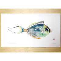 5857 umaumalei surgeonfish original gyotaku by Debra Lumpkins