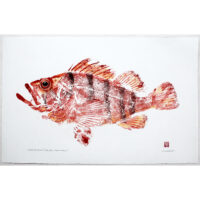 Tiger rockfish original gyotaku by Debra Lumpkins