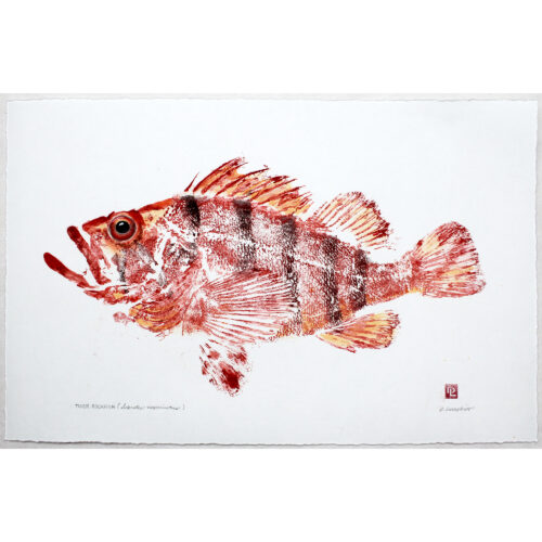 Tiger rockfish original gyotaku by Debra Lumpkins
