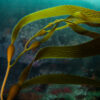 Giant Kelp - Image 3